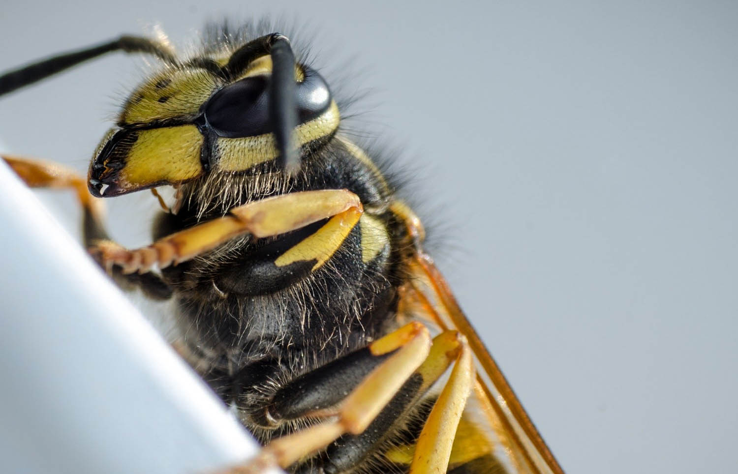 Wasp Removal Dunbartonshire