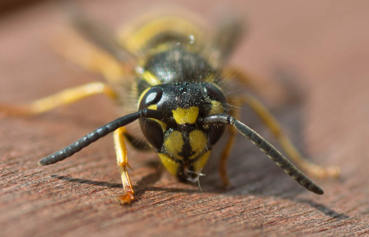 Wasp Removal Falkirk