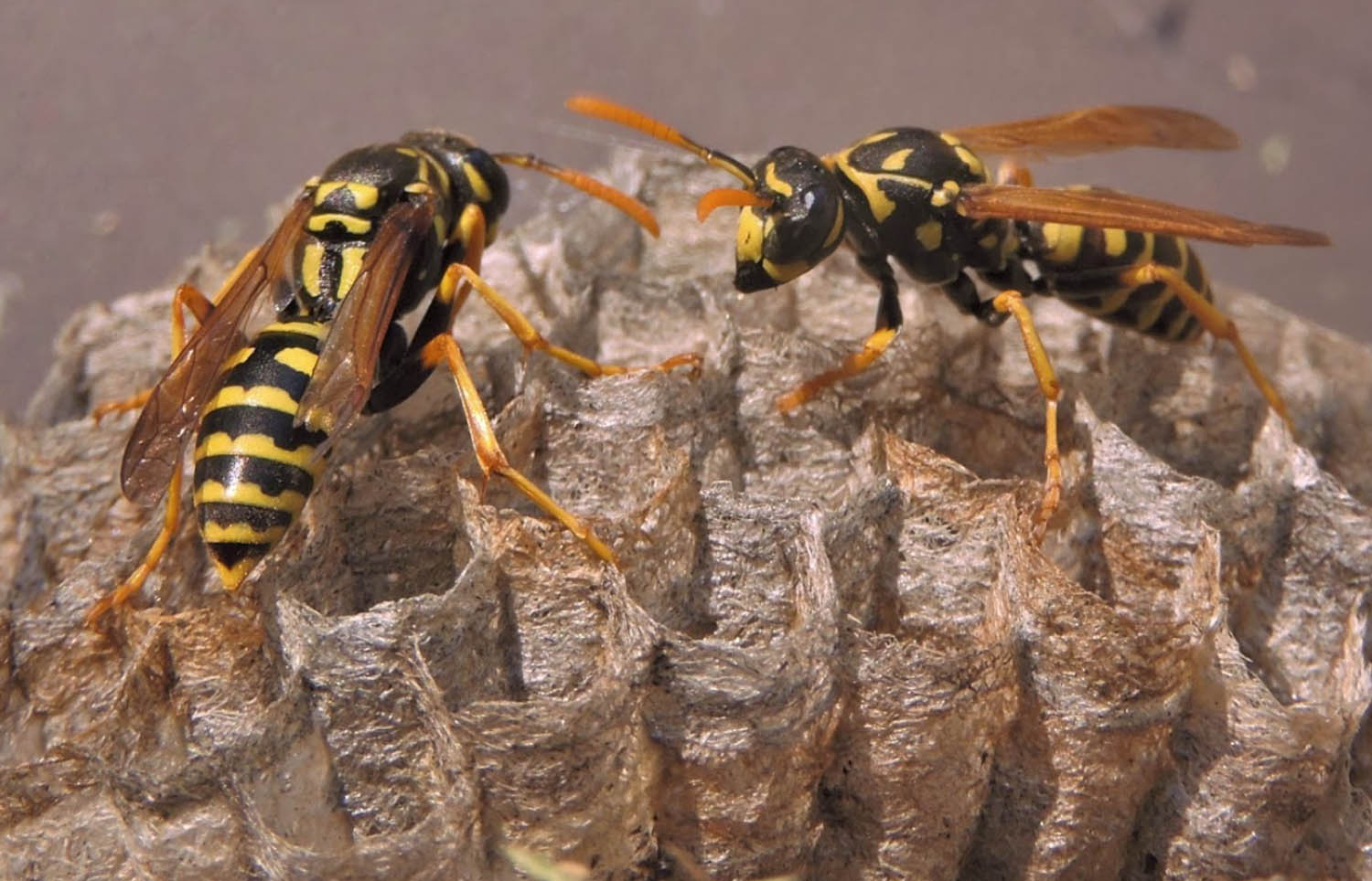 Wasp Removal Bathgate