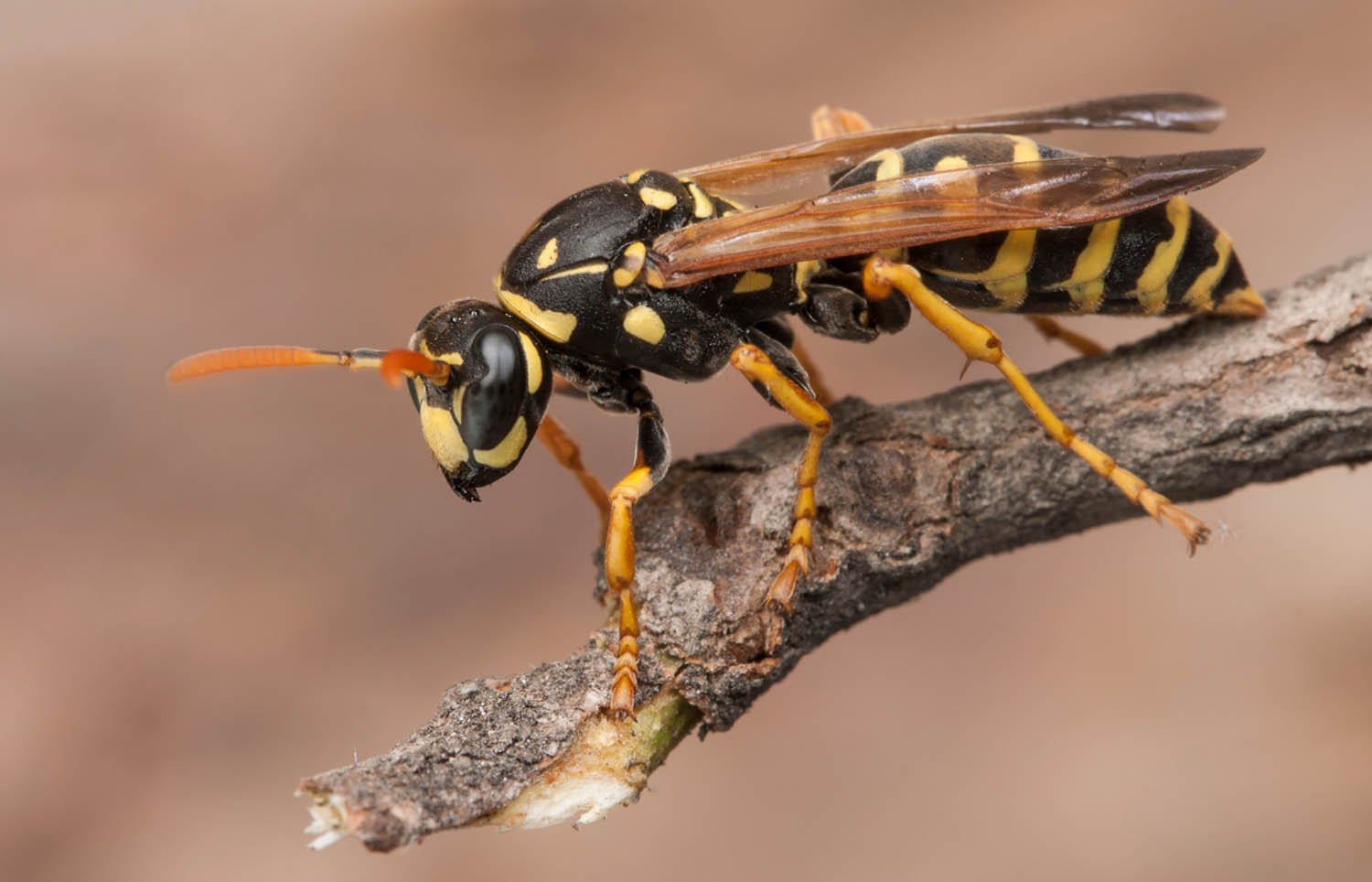 Wasp Removal Livingston