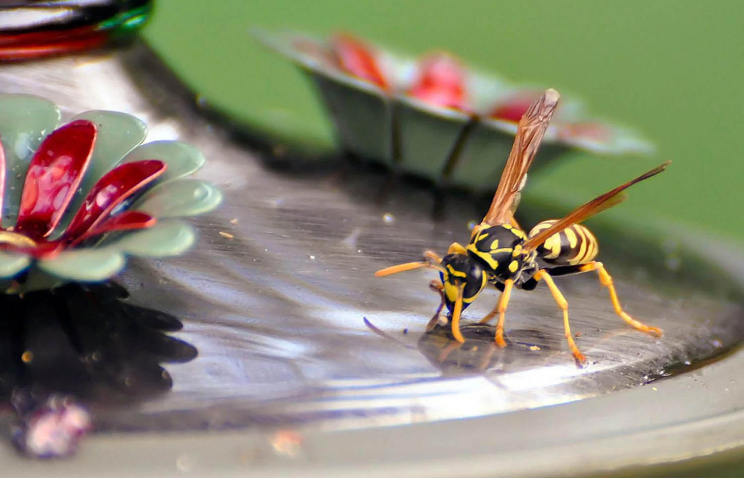 how to prevent a wasp infestation