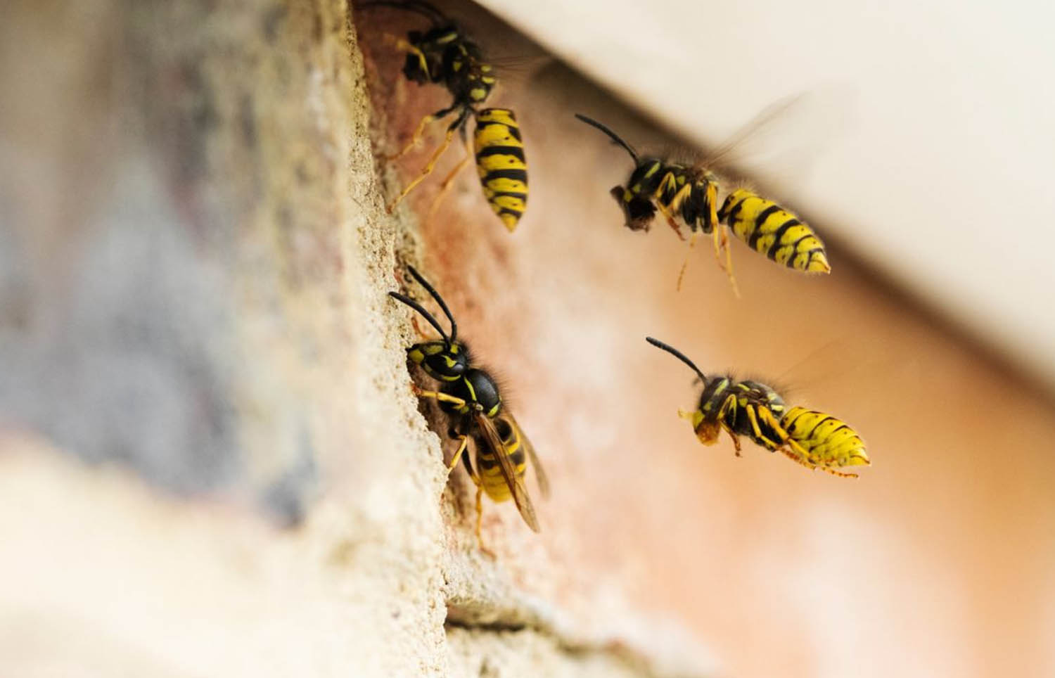 wasp removal west lothian