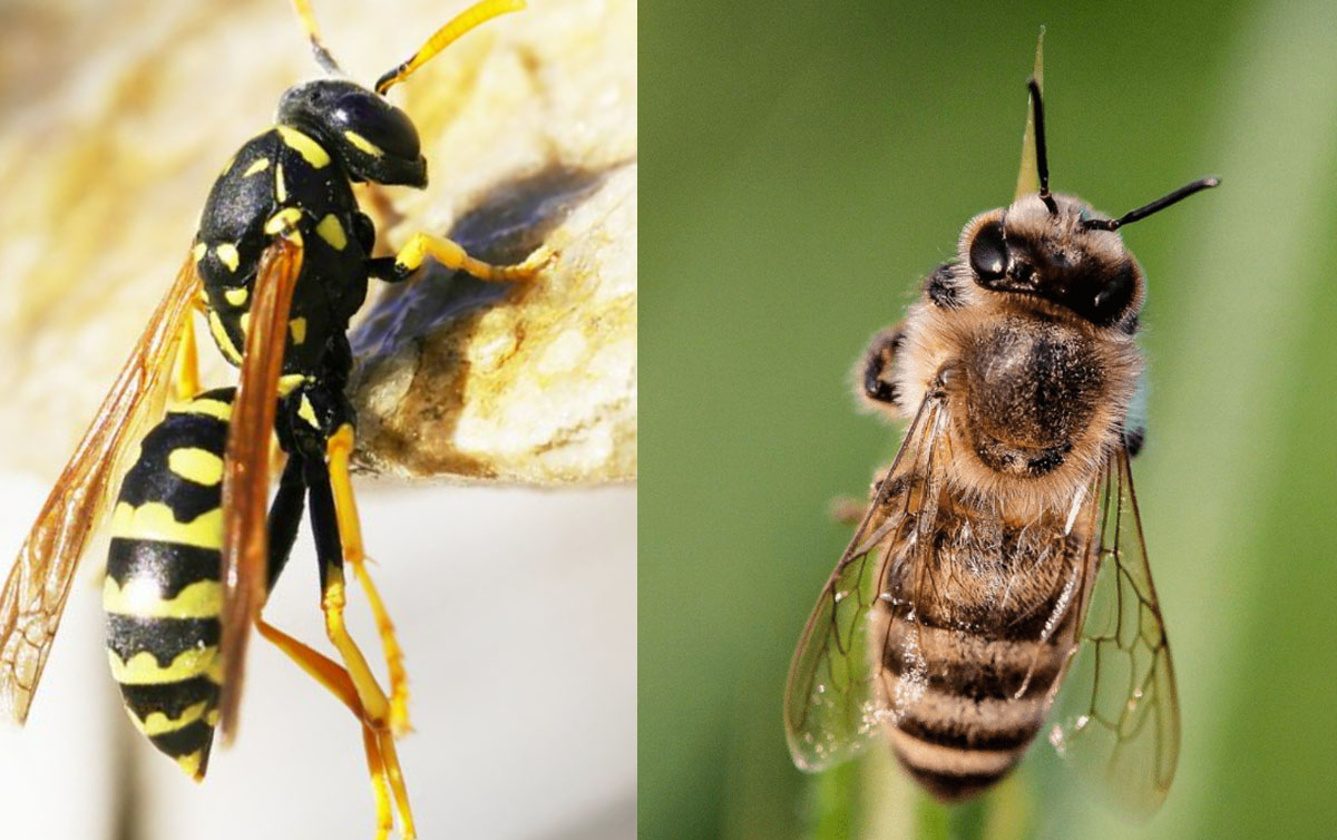 difference between wasps and bees