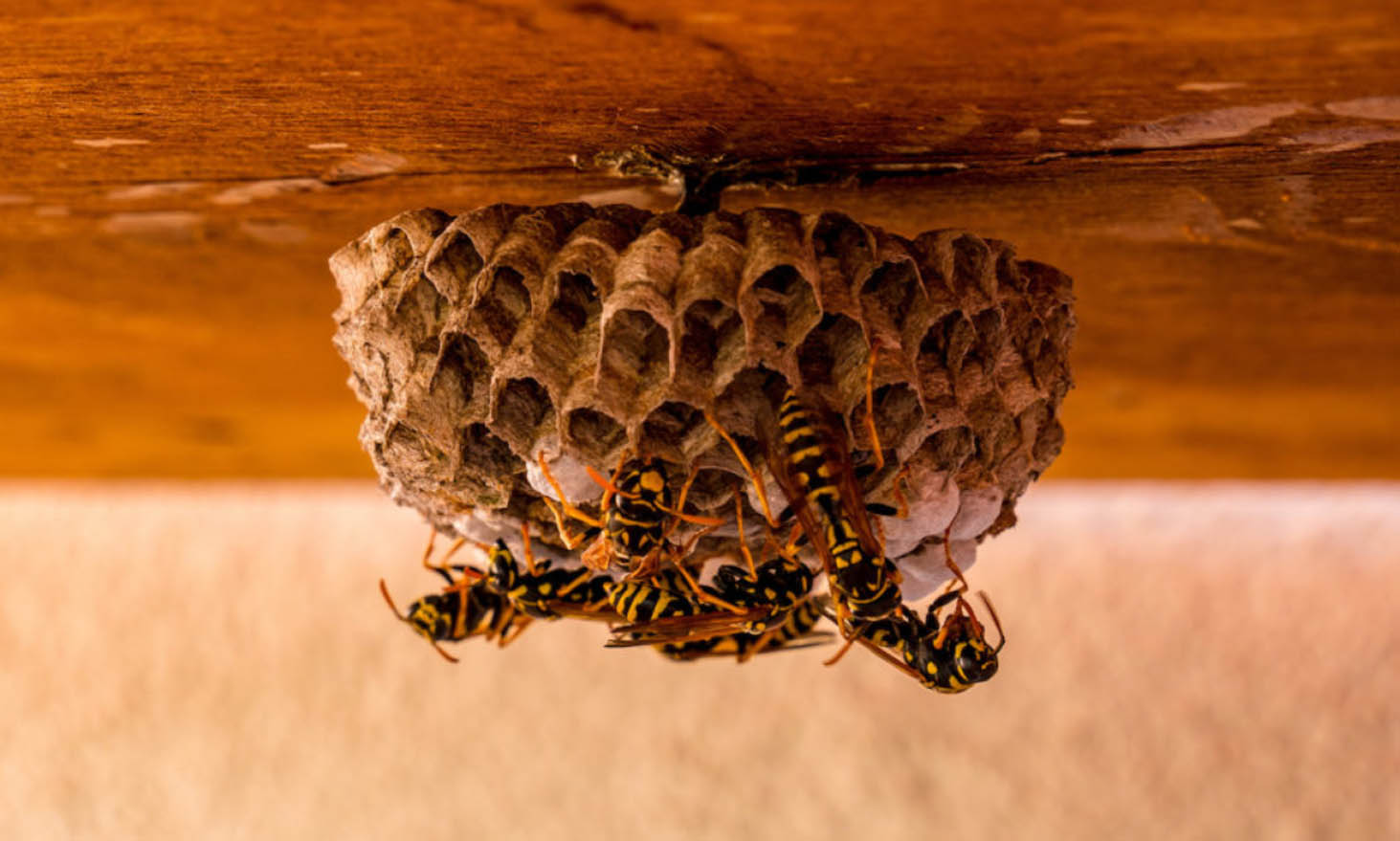 how to protect your home from wasps hornets