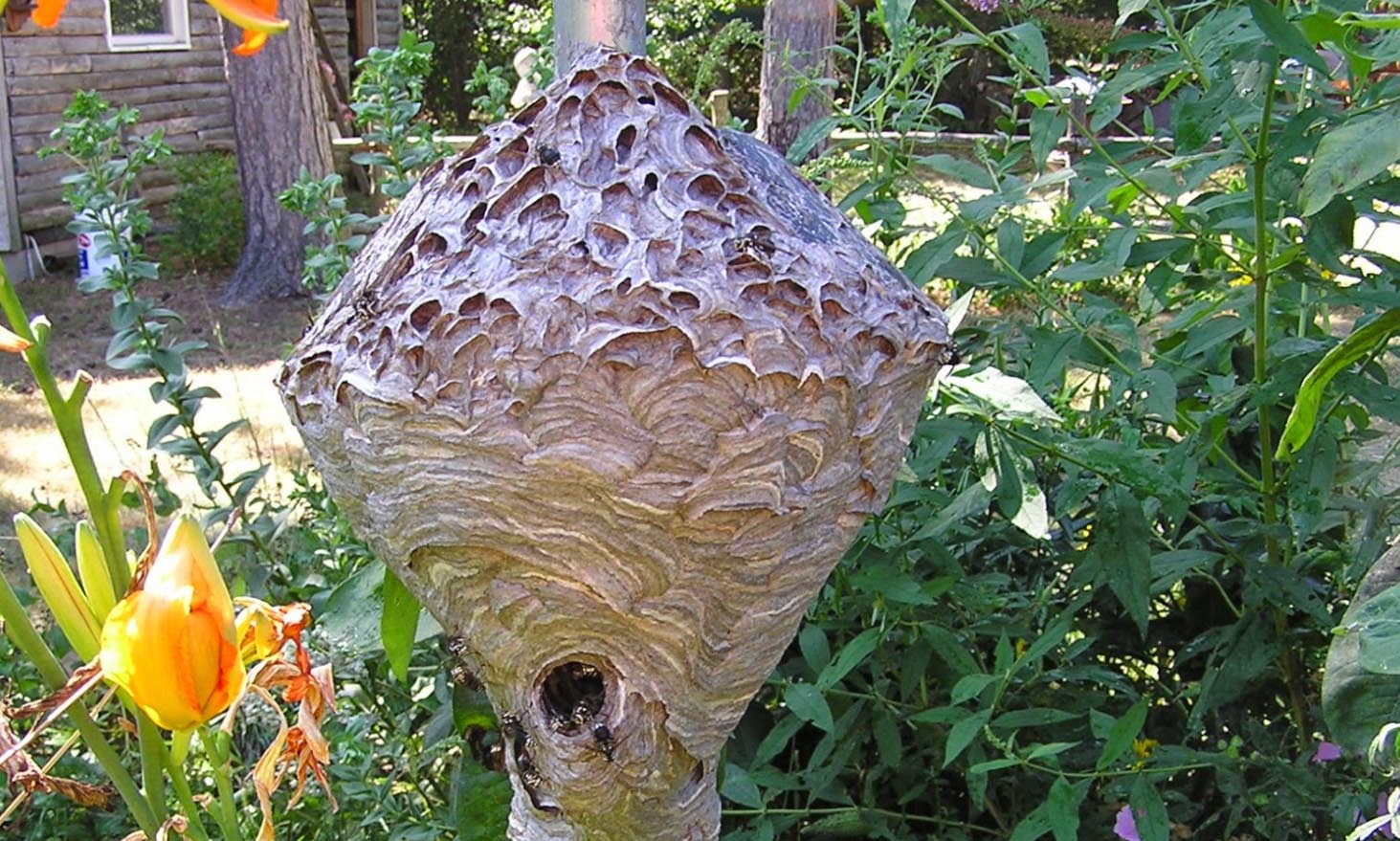 is it safe to remove a wasp nest yourself