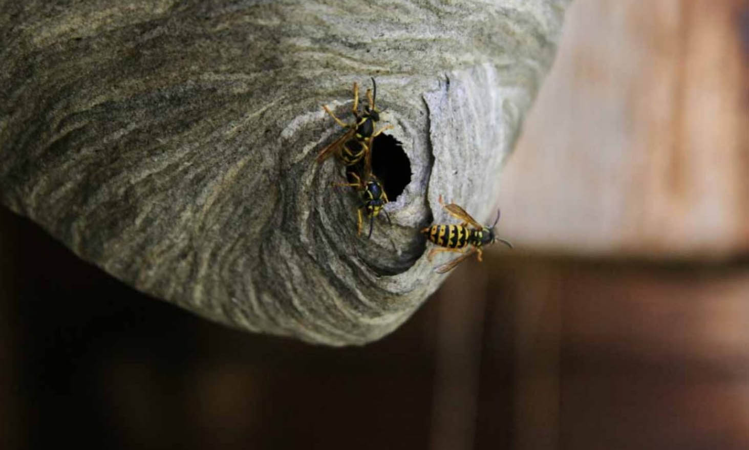 what to do if you have wasp nest on your property