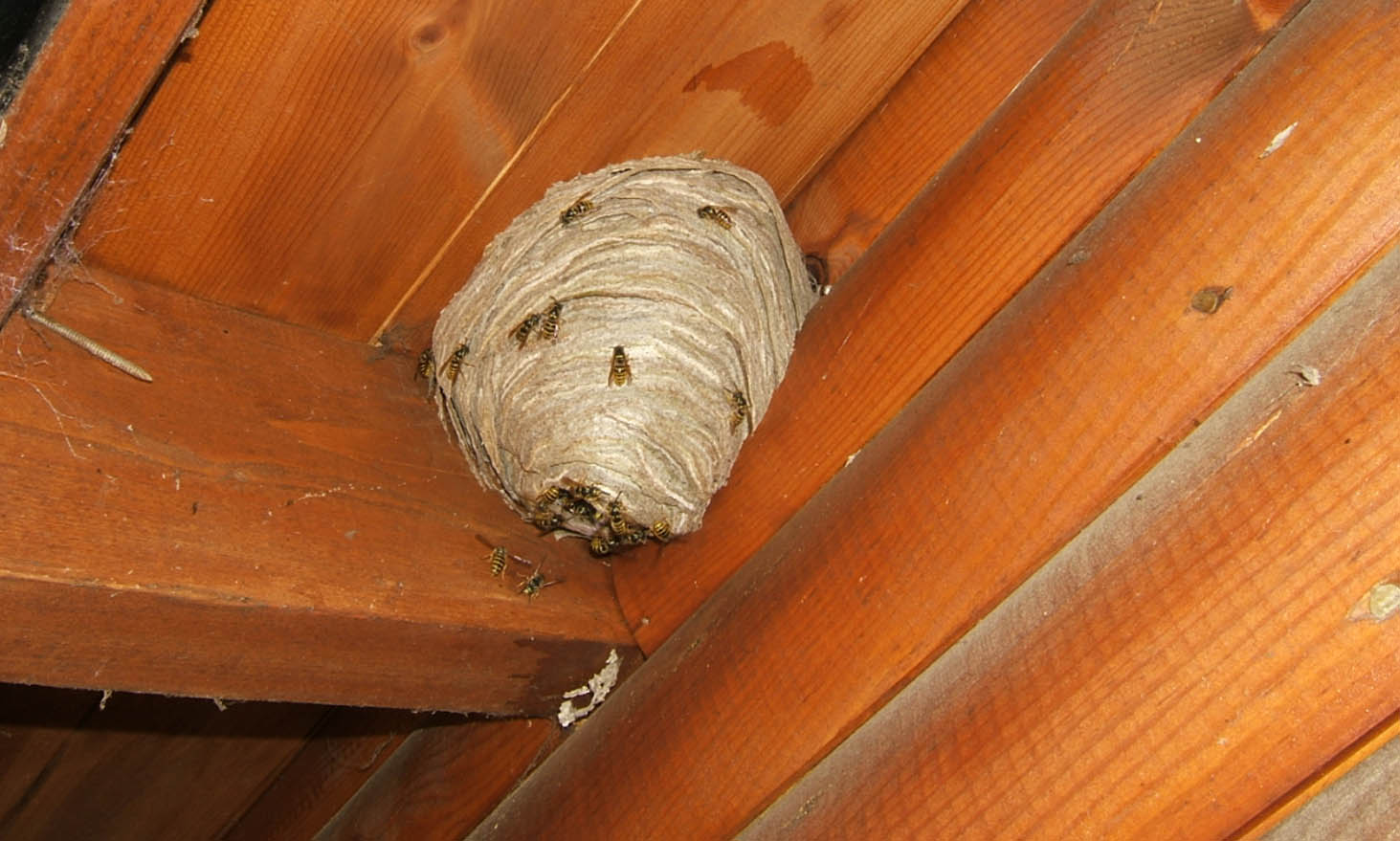 will a wasp nest die out if left untreated