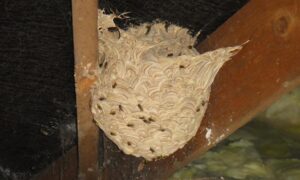 how to deal with wasp nest in loft