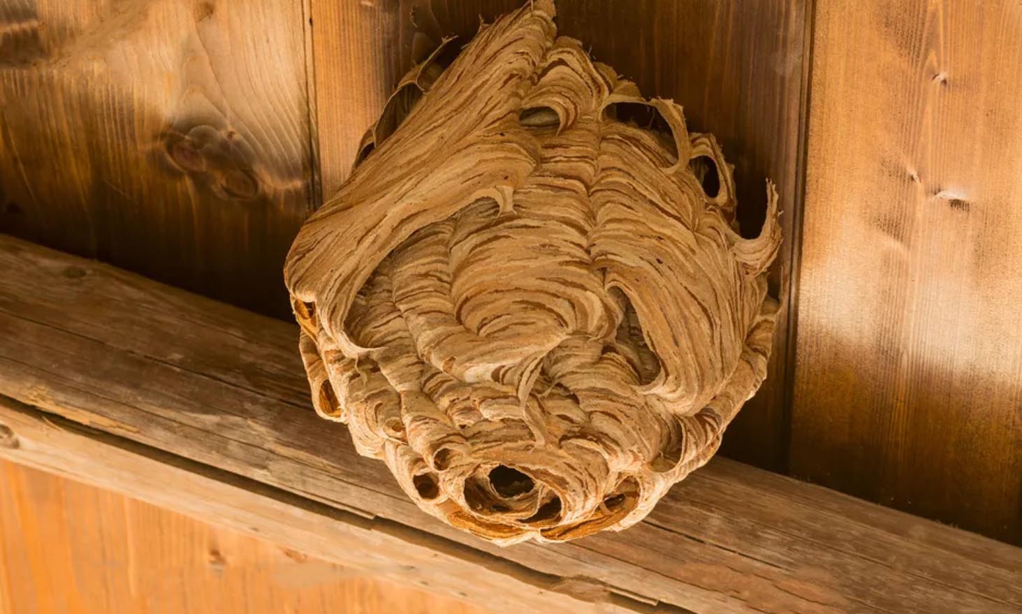 should you destroy a wasp nest
