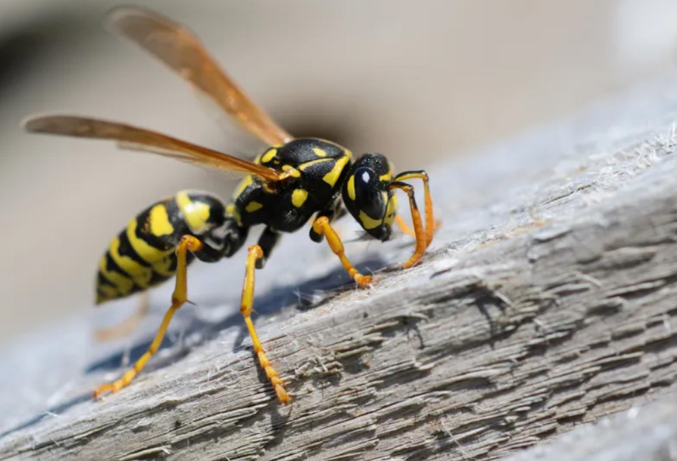 6 wasp proofing tips for your home