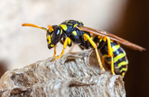 most common wasp control questions