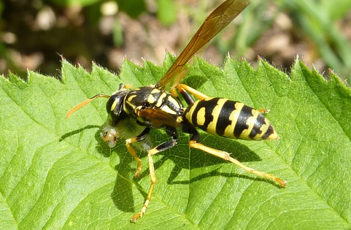 wasp control in garden prevention and tips