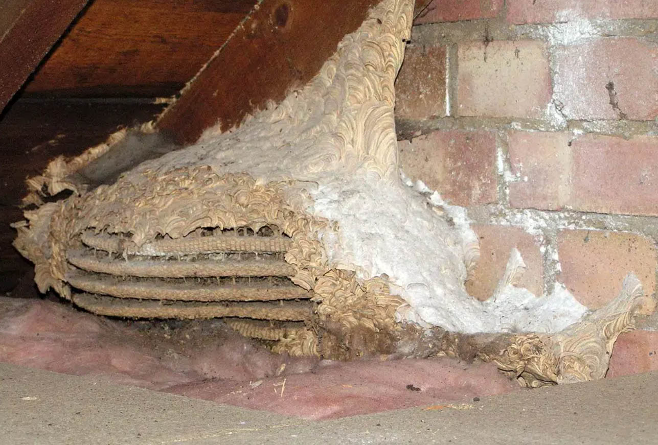how to handle a wasp infestation in attic