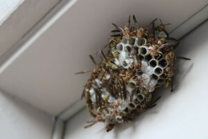prevent wasps from nesting in your property
