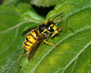 wasp species