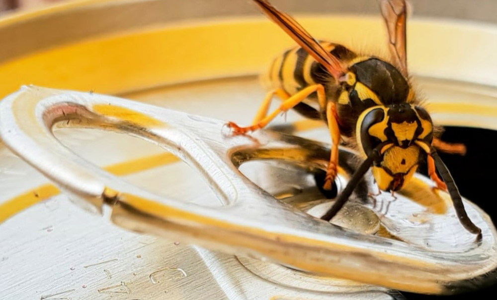 how to keep wasps away from bbq
