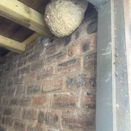 Bellshill - Wasp nest-1