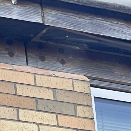 Coatbridge - Wasp nest-3