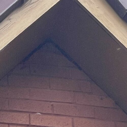 Cumbernauld - Wasp nest-3