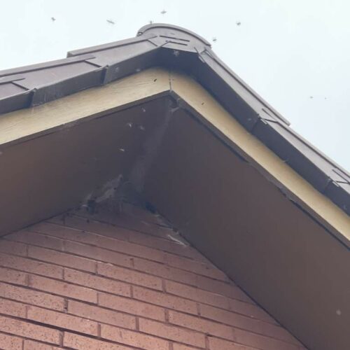 Cumbernauld - Wasp nest-4