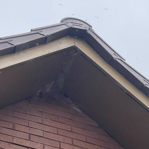 Cumbernauld - Wasp nest-5