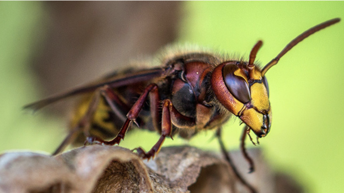 wasp control inspections