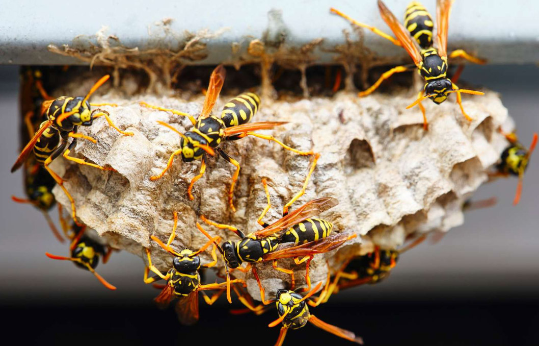 what to do if you discover a wasp nest in your garden