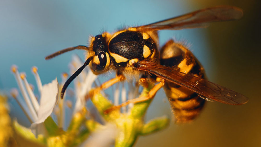 how to keep pets safe from wasps
