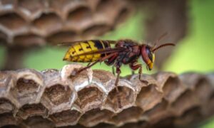 how to enjoy your outdoor space during wasp season