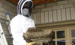 the benefits of professional wasp removal