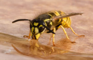 risk assessment wasp control