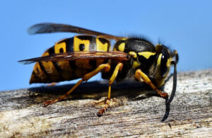 understanding the fear of wasps
