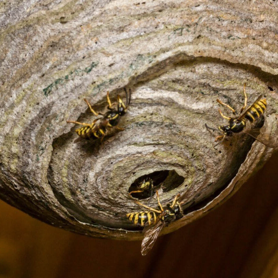 wasp control renfrewshire wasp nest removal