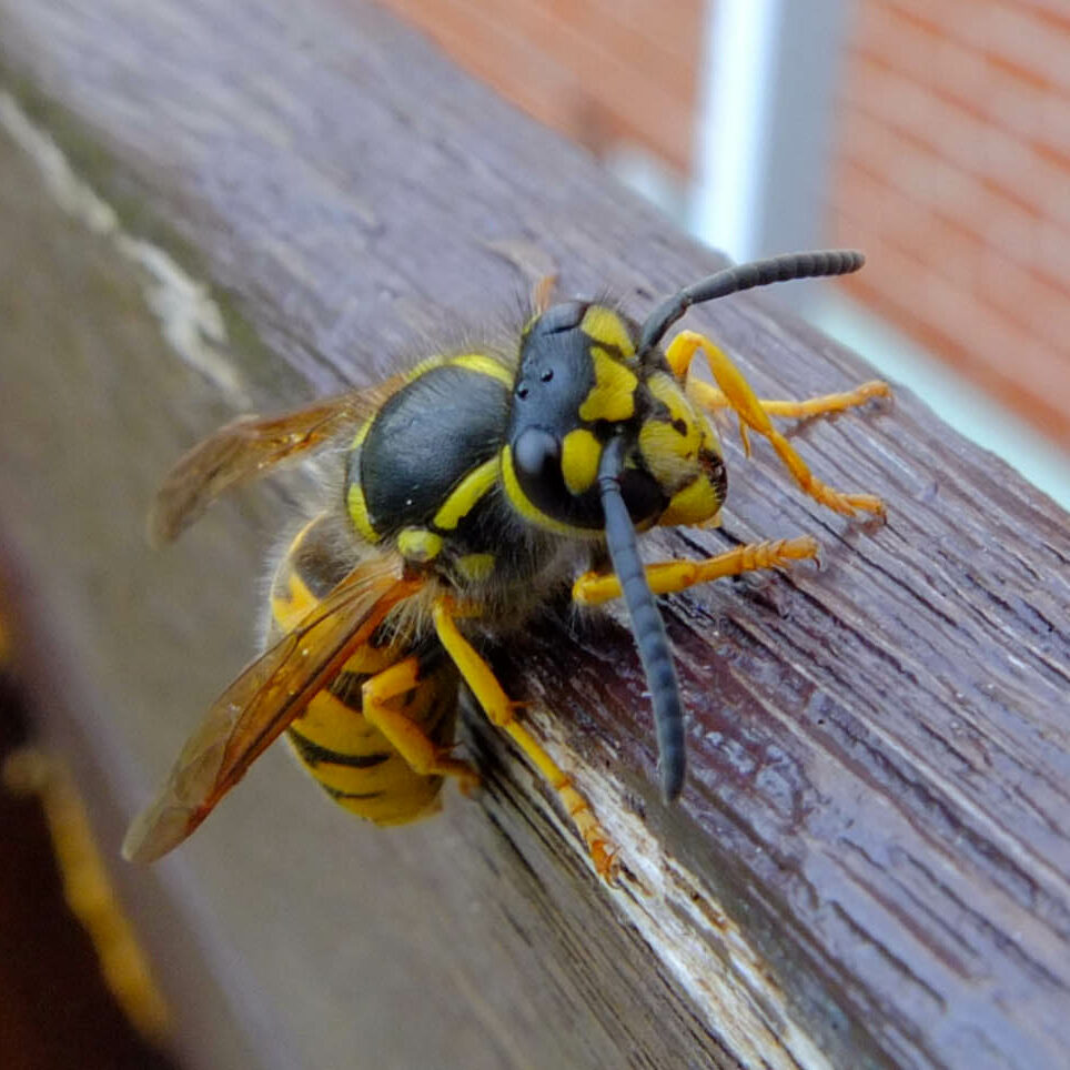 domestic wasp removal central scotland lanarkshire